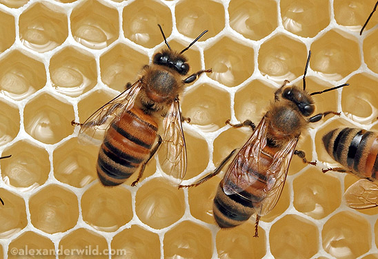 Honey bees