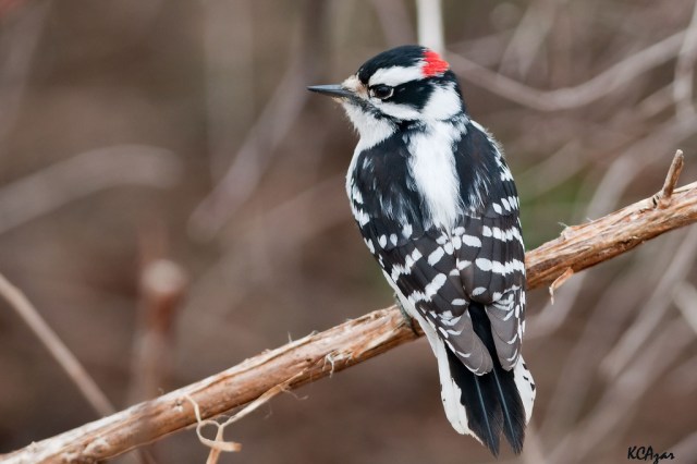 Male downey woodpecker