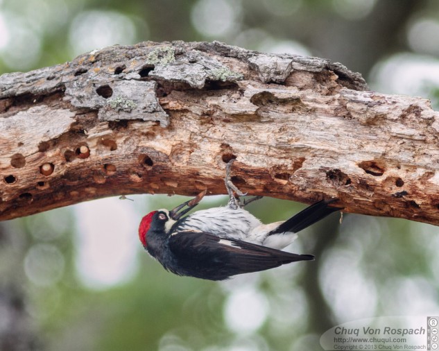 Acorn woodpecker