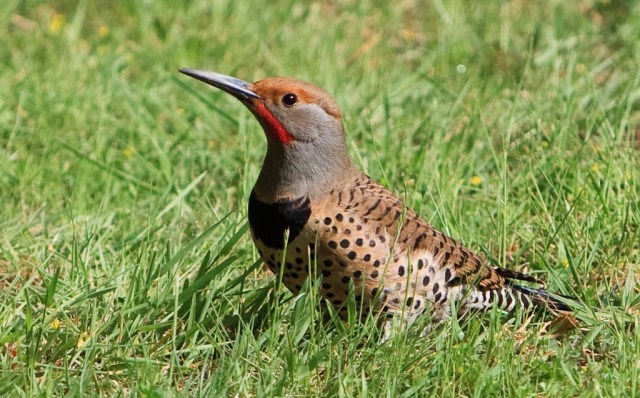 "Northern Flicker"