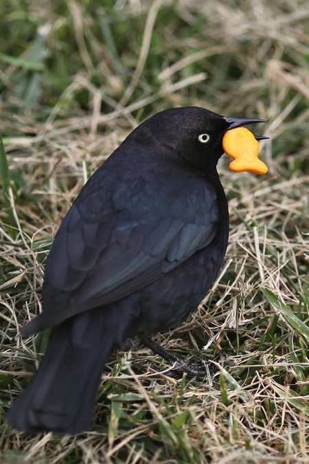 7J7C1242-copy-450x675-thumb-550x825