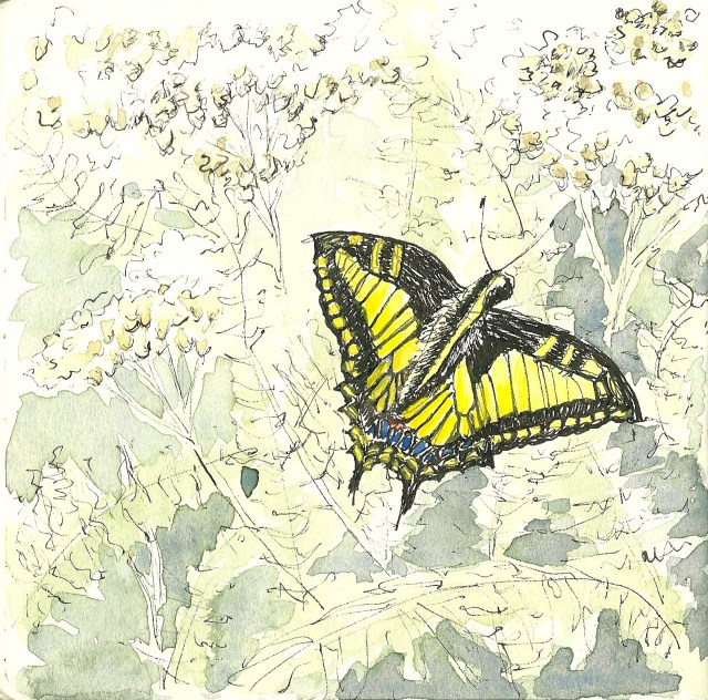 Anise swallowtail butterfly at Strawberry Hill, Golden Gate Park (sketch by Heath Massey)