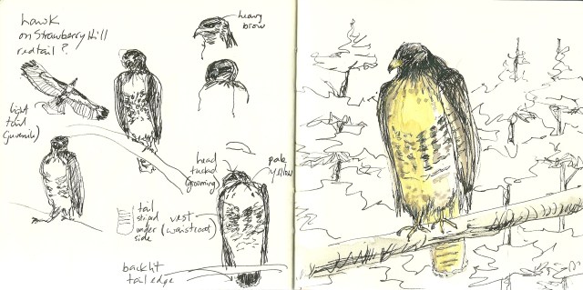 Sketches of red tail hawk on Strawberry Hill (Heath Massey)