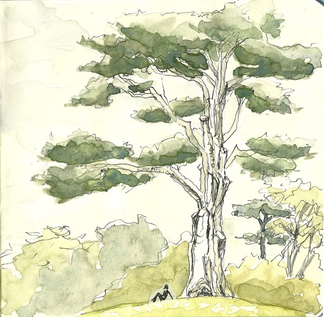 Monterey cypress in the Botanical Garden (sketch by Heath Massey)