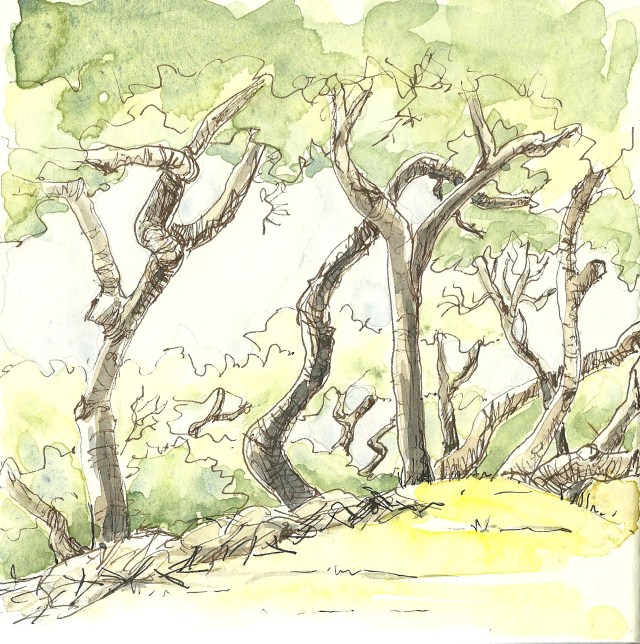 Coast live oaks in Golden Gate Park. (sketch by Heath Massey)