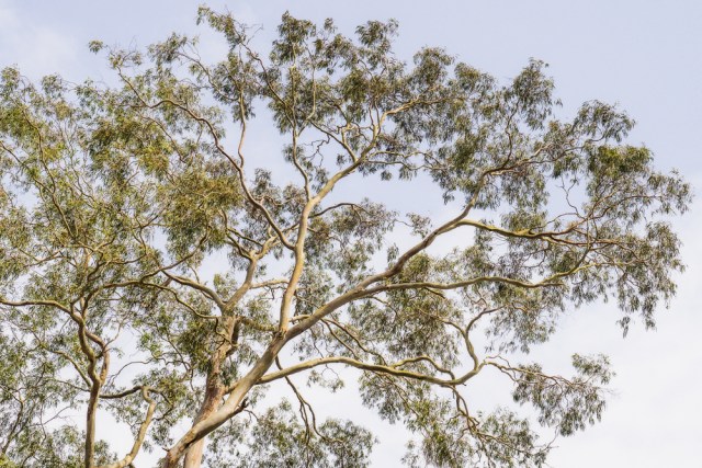 color_eucalyptus_SMKanePhoto