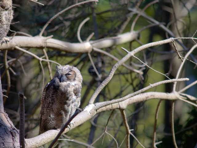 juvenileowl
